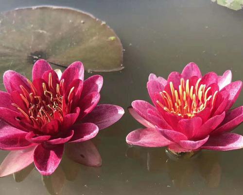 水生花卉植物的魅力（探寻水中的花园）