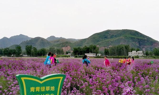 蓝香芥花期有多长（探究蓝香芥开花的时间和特点）