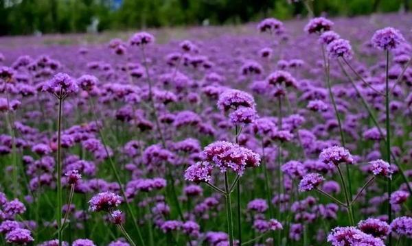 蓝香芥花期有多长（探究蓝香芥开花的时间和特点）