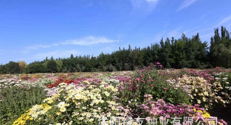 如何成功播种菊花种子（种植专家教你全方位操作）