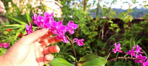 蝴蝶兰花的养殖方法（打造芳香环境，培育美丽蝴蝶兰）