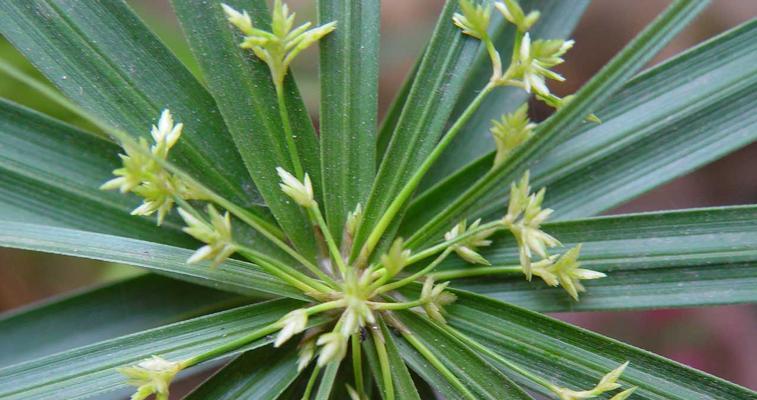 水竹图片及种植方法大全（了解水竹，轻松种植，打造生态家园）