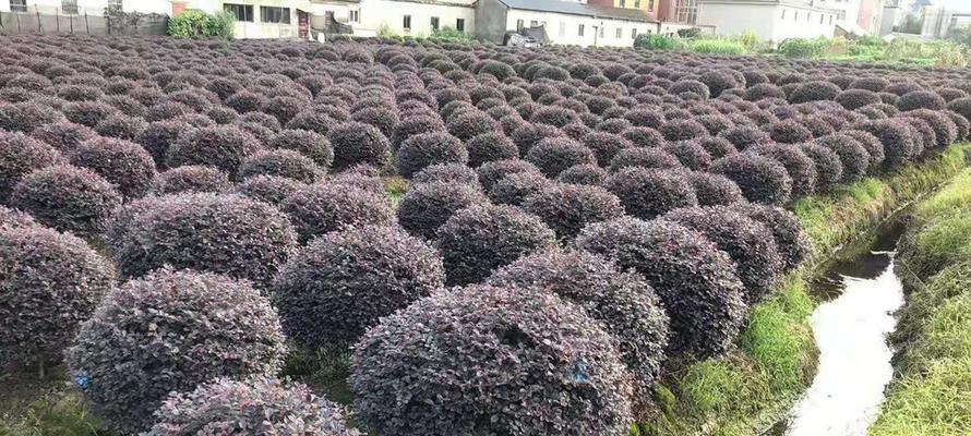 红花继木球的种植技巧（学习如何在家种植美丽的红花继木球）