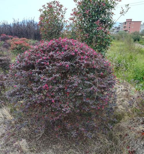 红花继木球的种植技巧（学习如何在家种植美丽的红花继木球）