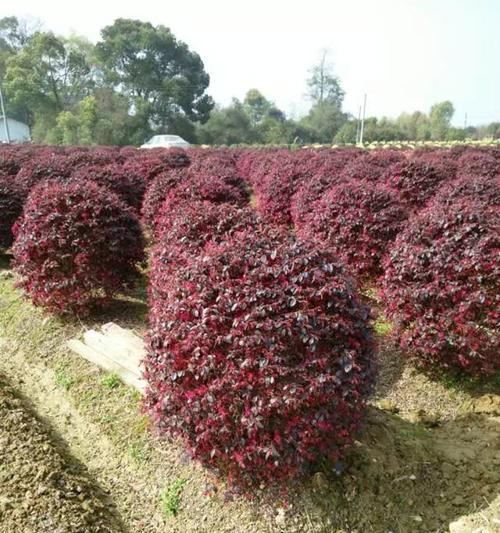 红花继木球的种植技巧（学习如何在家种植美丽的红花继木球）