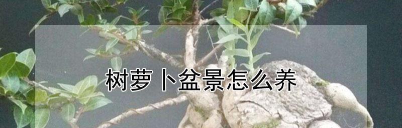 树萝卜的养殖技巧（从种植到收割，一步步教你养殖树萝卜）