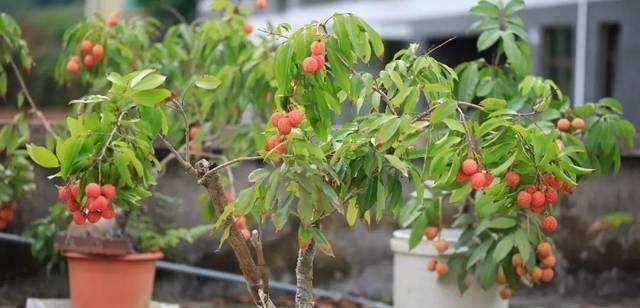 蛇皮果种子盆栽的种植方法（从选种到管理全程指南，让您轻松打造漂亮盆栽）