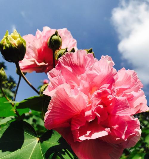 芙蓉花开花时间及欣赏技巧（探寻芙蓉花开花时间的秘密，享受芙蓉花的美妙）