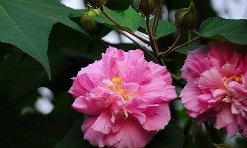 芙蓉花开花时间及欣赏技巧（探寻芙蓉花开花时间的秘密，享受芙蓉花的美妙）