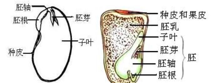 单子叶植物与双子叶植物的区别（探究单子叶植物与双子叶植物的生命特征及适应环境）