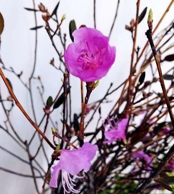 干枝杜鹃开花后还开吗？——揭秘干枝杜鹃开花的奥秘（干枝杜鹃的开花习惯和护理技巧）