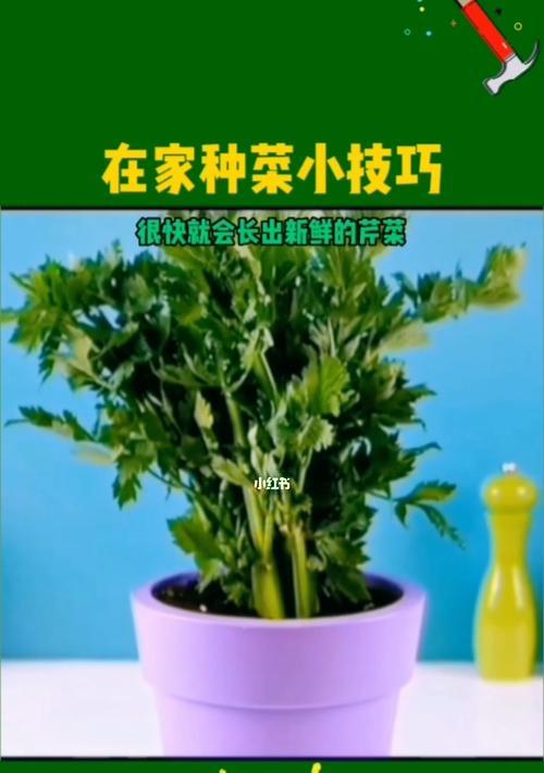 如何种菜的技巧与方法（打造属于你自己的蔬菜园）