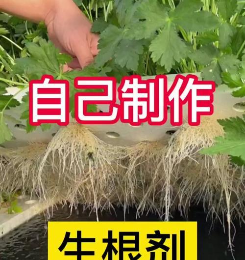 如何种菜的技巧与方法（打造属于你自己的蔬菜园）