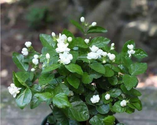 茉莉花品种选择指南（如何挑选最适合自己的茉莉花品种？）