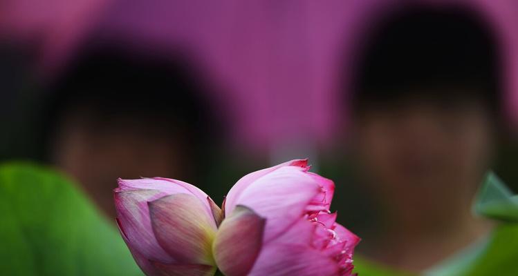 并蒂莲花，寓意美满幸福（揭开并蒂莲花的寓意面纱，探寻其诗意美学魅力）