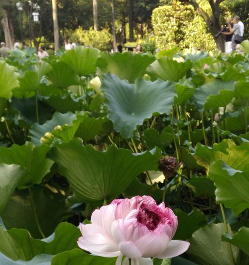 并蒂莲花，寓意美满幸福（揭开并蒂莲花的寓意面纱，探寻其诗意美学魅力）