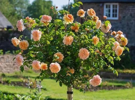 探秘各类花灌木的魅力（花灌木大发现——种类、特点、选购详解）