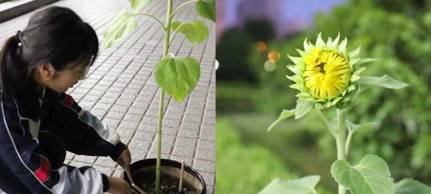 向日葵的开花时间（探究向日葵开花的时间规律及影响因素）