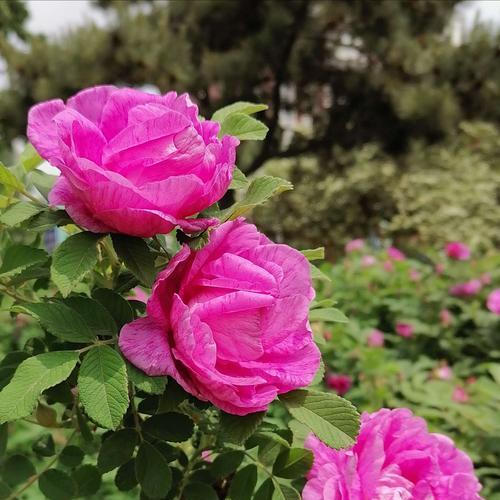 花开友情，神州花海代表友谊（代表友谊的花，哪些花象征着不朽情谊？）