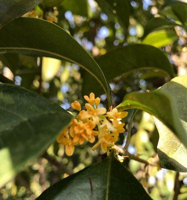 揭秘桂花开花季节（探究桂花开花的时间及美丽原因）