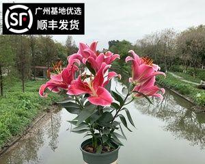 如何种植香水百合？（全面指南，让你的花园充满香气）