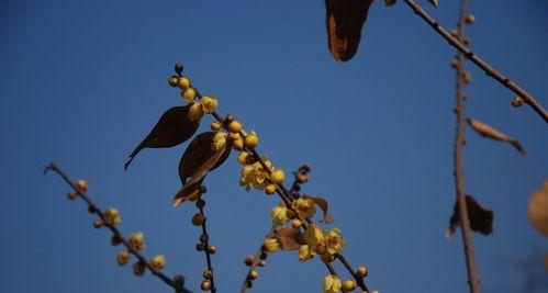 蓝色腊梅的养护技巧（打造花坛里的“蓝色梦幻”，让蓝色腊梅更加鲜艳亮丽）