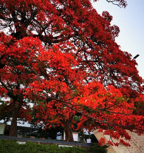 如何养护小叶凤尾花（学会养花的窍门，让小叶凤尾花常青常美）