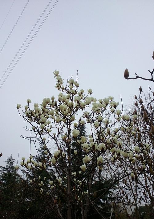 路边绿化花卉之美（探寻路边绿化花卉的魅力与种类）