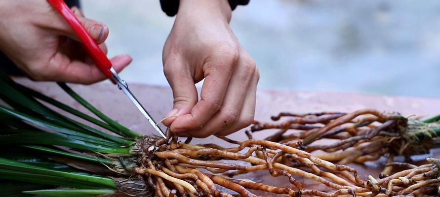 多菌灵泡兰花根泡多长时间最佳？（探讨泡根时间与生长效果，提升花草养护）