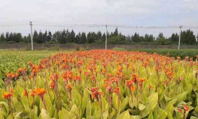 红花蕉常见虫害及防治方法（了解红花蕉常见虫害，保护你的花园）