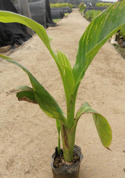 红花蕉常见虫害及防治方法（了解红花蕉常见虫害，保护你的花园）