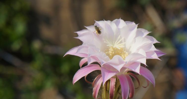 仙人掌花开的启示（从花开领悟人生境界）