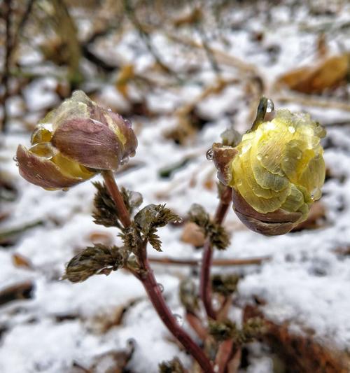 冰凌花（冰凌花的寓意与生命力谱写奇迹）