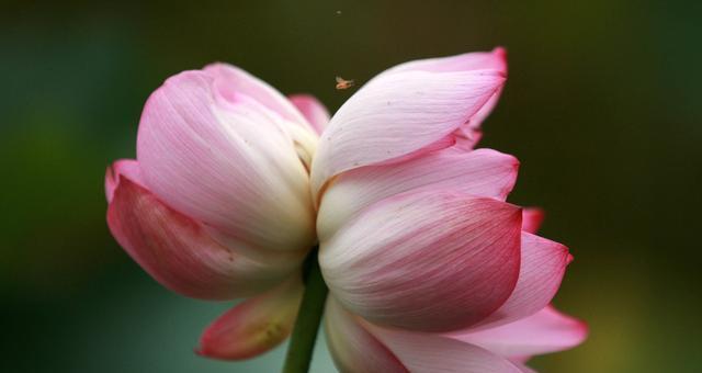 并蒂莲之花语——传递爱与团结的力量（一朵花，两个心，无尽的希望与情谊）