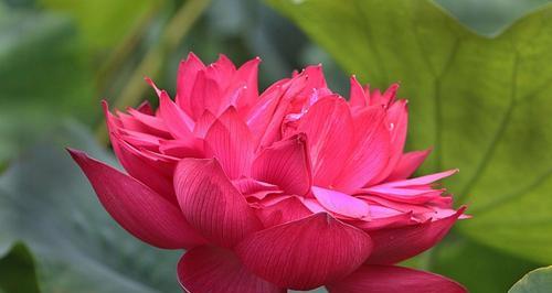 并蒂莲花之美——双莲花语（用一朵花传递两个心愿，莲花开启幸福之门）