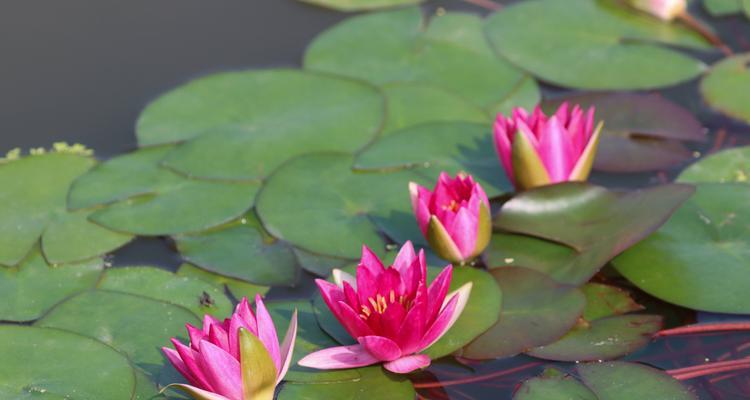 和谐共生，繁花绽放——以并蒂莲花寓意为主题的文章（传递团结与和平的美好寓意）