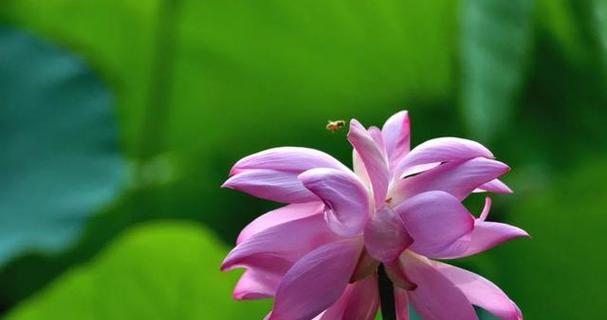 和谐共生，繁花绽放——以并蒂莲花寓意为主题的文章（传递团结与和平的美好寓意）