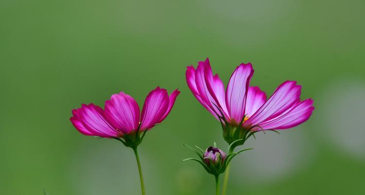 波斯菊的传说（以波斯菊的花语传递真挚的情感）