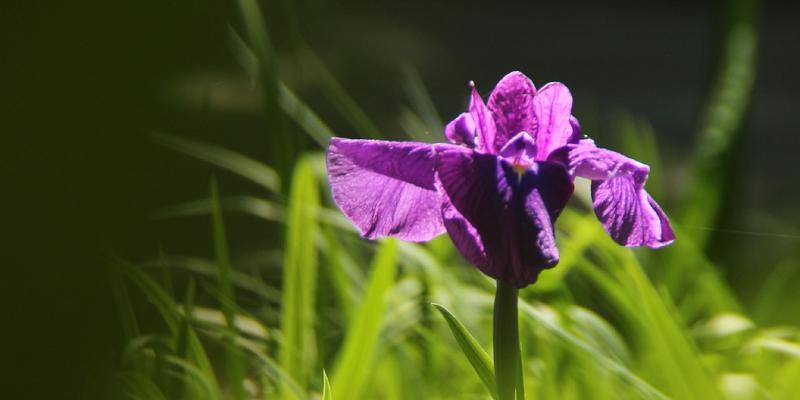 菖蒲花花语（菖蒲花的寓意与传承）