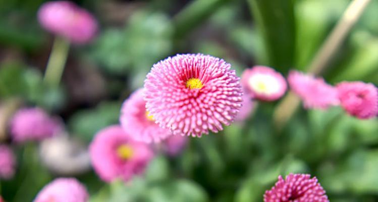 雏菊花的象征意义（雏菊花的力量和美丽）