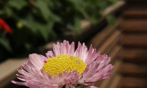 雏菊花的象征意义（雏菊花的力量和美丽）