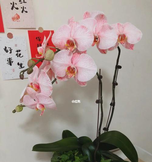 春节花卉的象征与意义（传承千年的春节花卉文化）