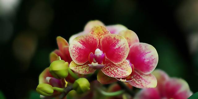 春节花卉的象征与意义（传承千年的春节花卉文化）