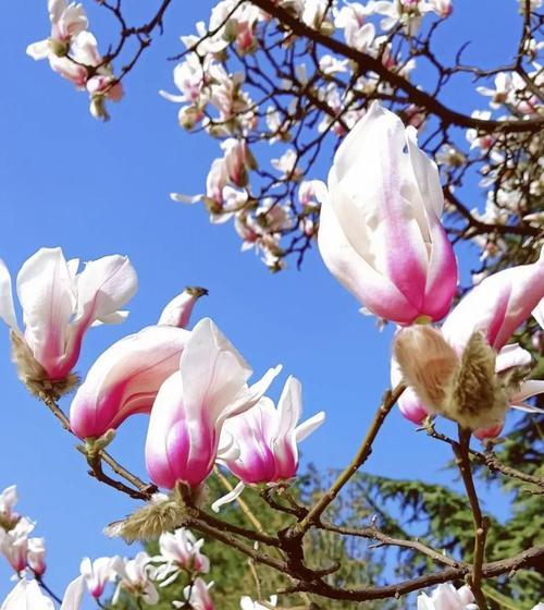 春天的花海缤纷（绽放春光，美丽花朵的盛宴）