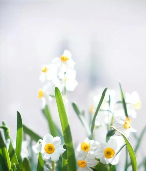 纯白水仙花的花语与美丽（寓意纯洁无暇，让心灵焕然一新）