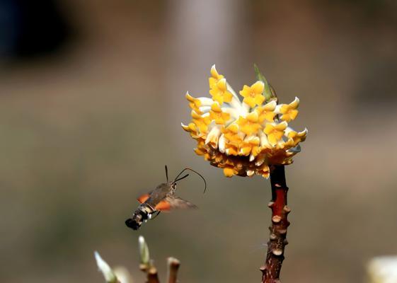 打结花的花语（探寻打结花的深层寓意，感受生命的律动）