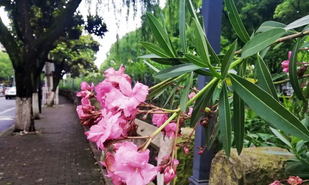 花之毁灭与重生（一场生命的轮回）