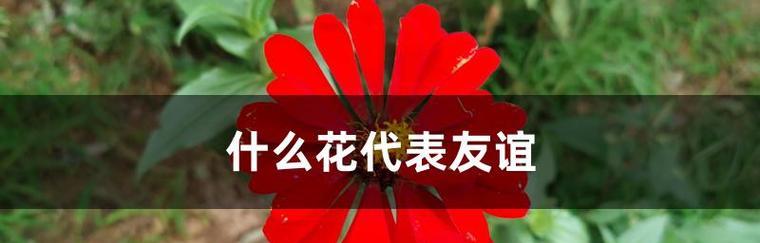 友谊之花绽放的美丽世界（以代表友谊的花为主题的探索与传递）