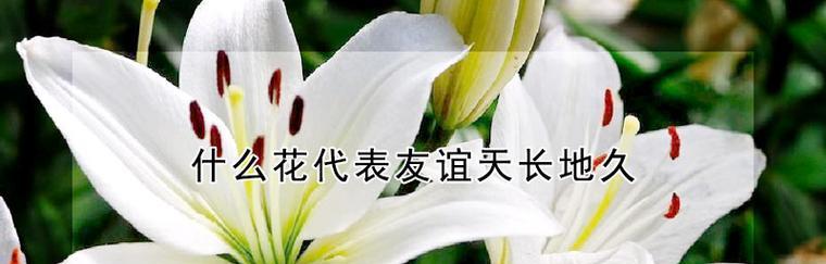 友谊长久花之代表与意义（探索花卉象征友谊的世界）