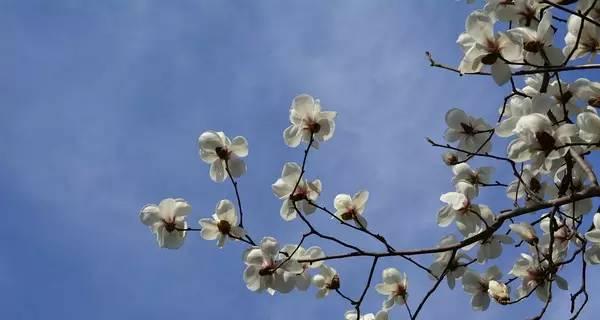 单生花的意义与象征（探寻单生花背后的心灵寓意）